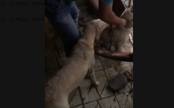 Depama resgata animais sem alimentação em Aracaju