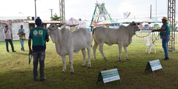 Feira Agropecuária do Estado de Sergipe acontece de 17 a 21 de agosto