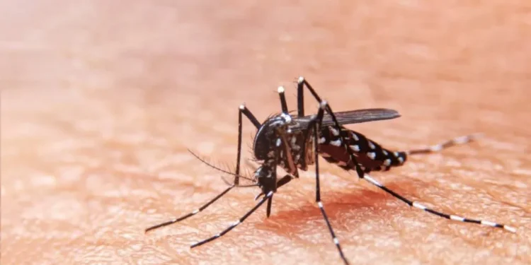 Casos de Dengue e Chikungunya aumentam e secretaria de saúde de Sergipe alerta sobre necessidade de cuidados