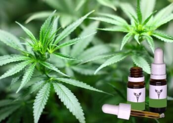 Especialistas apontam prós e contras do uso da Cannabis medicinal