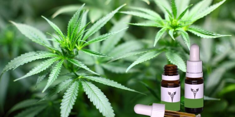 Especialistas apontam prós e contras do uso da Cannabis medicinal