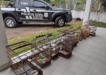 Aves silvestres mantidas em cativeiro são resgatadas