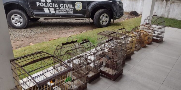 Aves silvestres mantidas em cativeiro são resgatadas