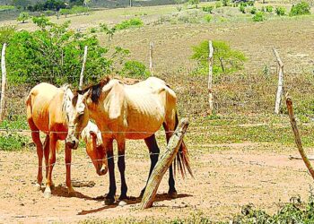 Mais de 50 mil sergipanos são atingidos pela seca