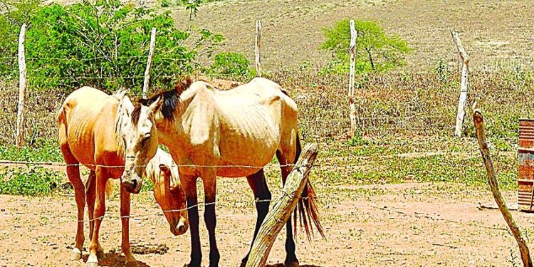 Mais de 50 mil sergipanos são atingidos pela seca