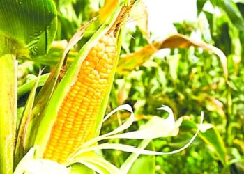 Milho representa 52% da produção agrícola em SE