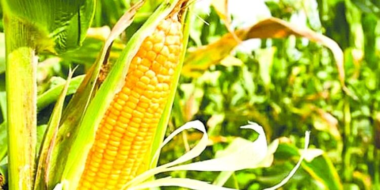 Milho representa 52% da produção agrícola em SE