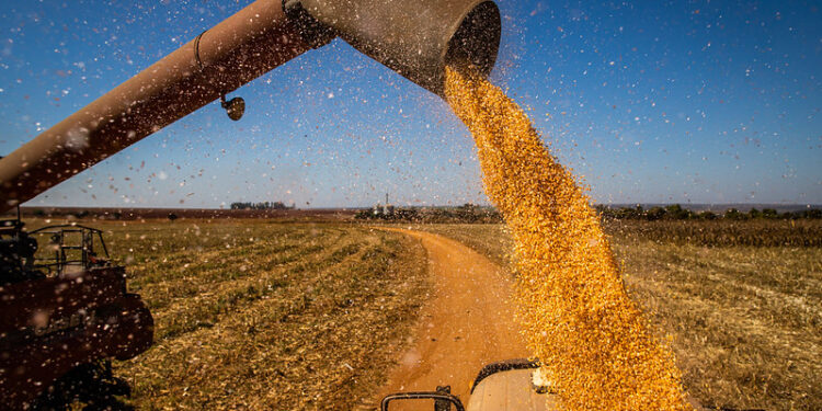 Dia de Campo marca início da colheita do milho em Sergipe