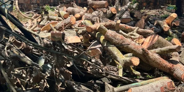 PM flagra ponto de venda e fábrica ilegal de carvão em Carmópolis