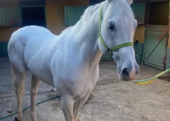 Operação Chapelier: policia civil de SP apreende cavalos avaliados em mais de R$ 1 milhão em SP e SE
