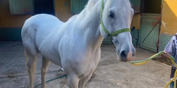Operação Chapelier: policia civil de SP apreende cavalos avaliados em mais de R$ 1 milhão em SP e SE