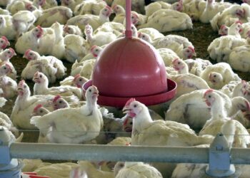 Evento gratuito sobre produção e nutrição animal será realizado em São Cristóvão