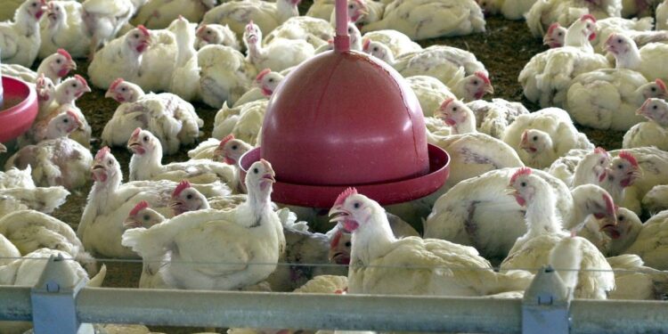 Evento gratuito sobre produção e nutrição animal será realizado em São Cristóvão
