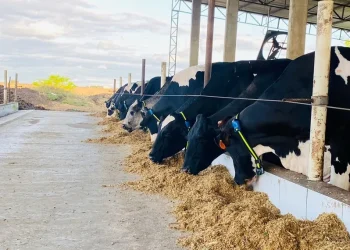 Fazenda em Carira, investe em monitoramento animal para ampliar rebanho