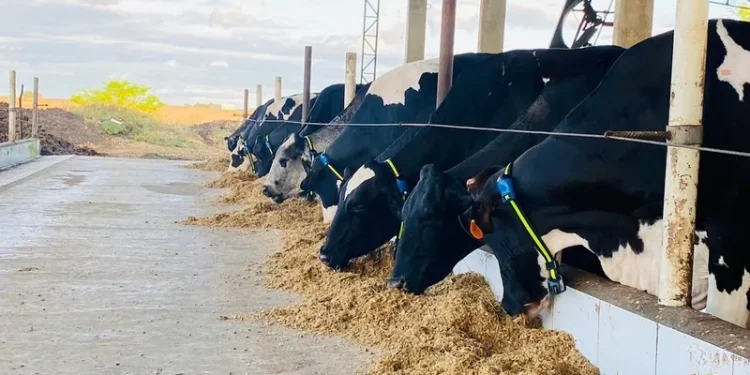 Fazenda em Carira, investe em monitoramento animal para ampliar rebanho