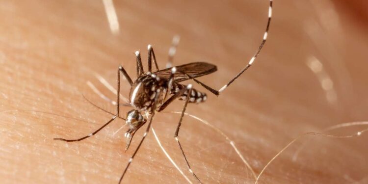 Número de novos casos de dengue explode no Brasil e cenário é alarmante, informa médico especialista