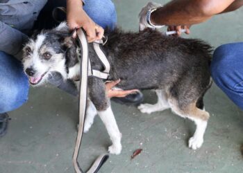 Aracaju inicia campanha antirrábica para cães e gatos na próxima segunda-feira, dia 10