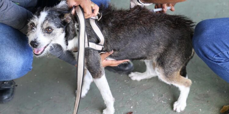 Aracaju inicia campanha antirrábica para cães e gatos na próxima segunda-feira, dia 10