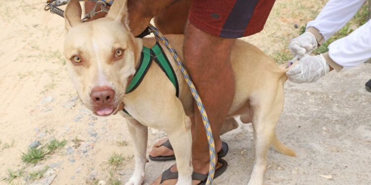 Postos volantes garantem comodidade para vacinação contra a raiva