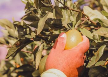 Programa Mão Amiga Laranja entrega cartões a novos beneficiários de 22 a 30 de novembro