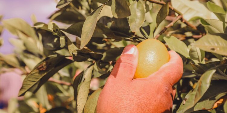 Programa Mão Amiga Laranja entrega cartões a novos beneficiários de 22 a 30 de novembro