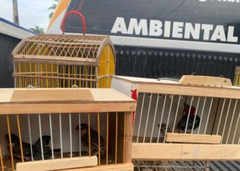 PM apreende 40 aves silvestres em feira livre de Lagarto
