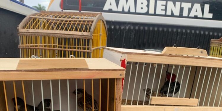 PM apreende 40 aves silvestres em feira livre de Lagarto