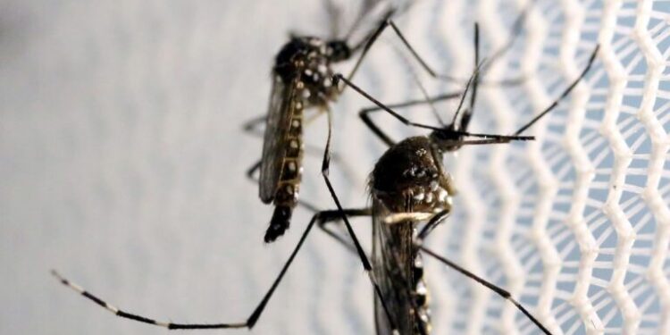 Aracaju segue sem nenhum bairro em alto risco para o Aedes aegypti, indica o LIRAa