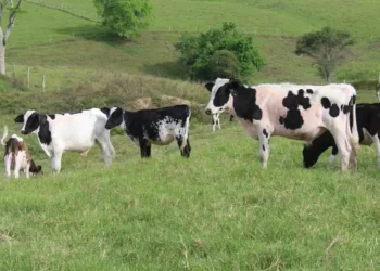 Em Sergipe, produção de leite e ovos apresentam crescimento