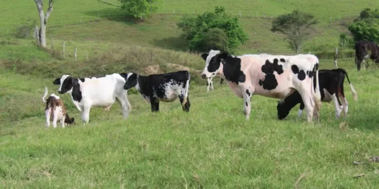Em Sergipe, produção de leite e ovos apresentam crescimento