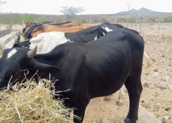 Governo publica edital para concurso da Emdagro