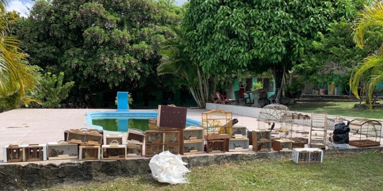 Polícia Militar apreende mais de 100 aves em Itabaiana