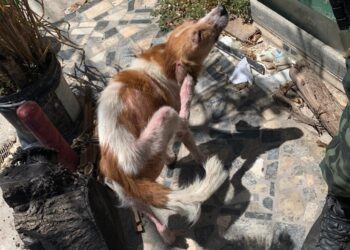 PM prende homem após denúncia de maus-tratos contra cães na Zona Sul de Aracaju