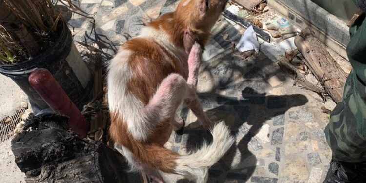 PM prende homem após denúncia de maus-tratos contra cães na Zona Sul de Aracaju