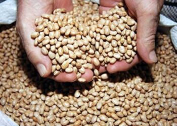 Safra de grãos em 2022 pode ultrapassar mais 931 mil toneladas em Sergipe