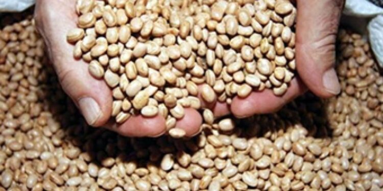 Safra de grãos em 2022 pode ultrapassar mais 931 mil toneladas em Sergipe