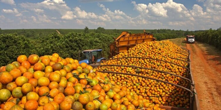 Estudo em Sergipe analisa impacto da pandemia na cadeia da laranja