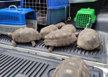 Delegacia de Proteção Animal resgata mais de 80 animais mantidos em condições de maus-tratos