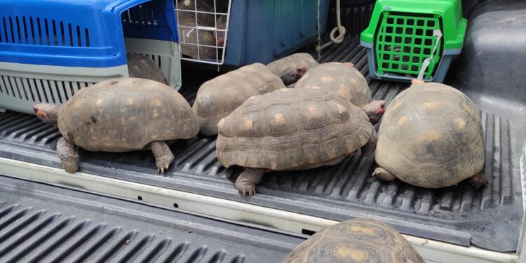 Delegacia de Proteção Animal resgata mais de 80 animais mantidos em condições de maus-tratos