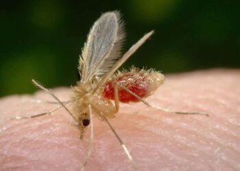 Saúde reforça a importância da prevenção contra a leishmaniose visceral