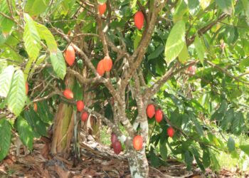 Produtores de cacau têm primeiro financiamento aprovado para a cultura no Estado