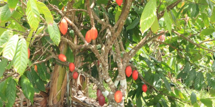 Produtores de cacau têm primeiro financiamento aprovado para a cultura no Estado