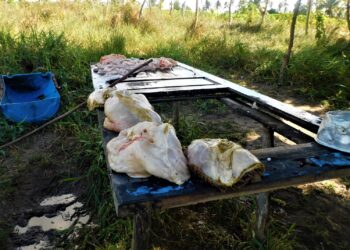 Polícia Civil flagra abatedouro clandestino em Itaporanga D’Ajuda