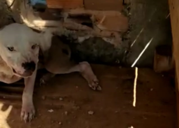 Polícia Civil resgata cachorro vítima de maus-tratos em Estância