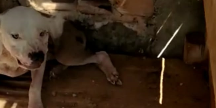 Polícia Civil resgata cachorro vítima de maus-tratos em Estância