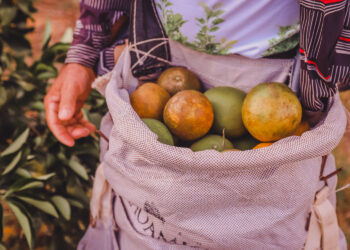 Programa Mão Amiga: Governo paga 3° parcela a beneficiários da Bacia Leiteira e última a trabalhadores rurais da laranja