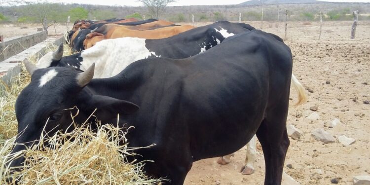 Emdagro tranquiliza a população de que não existe risco do ‘mal da vaca louca’ em Sergipe