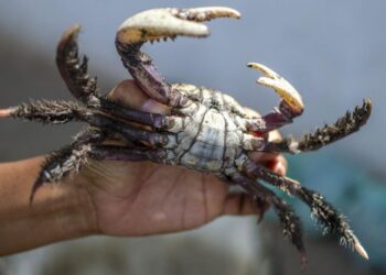 Segundo período de defeso do caranguejo-uçá em Sergipe tem início