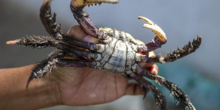 Segundo período de defeso do caranguejo-uçá em Sergipe tem início