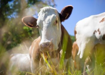 Ministério da Agricultura confirma caso de mal da vaca louca